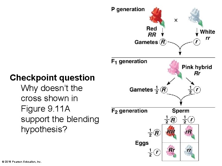 Checkpoint question Why doesn’t the cross shown in Figure 9. 11 A support the