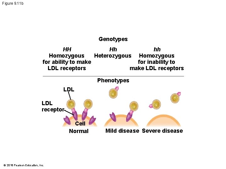 Figure 9. 11 b Genotypes HH hh Hh Homozygous Heterozygous Homozygous for ability to