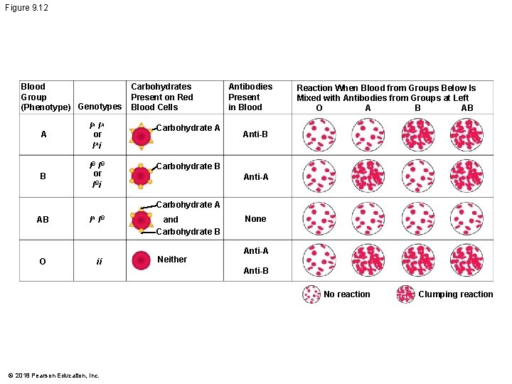 Figure 9. 12 Blood Group (Phenotype) Genotypes Carbohydrates Present on Red Blood Cells A