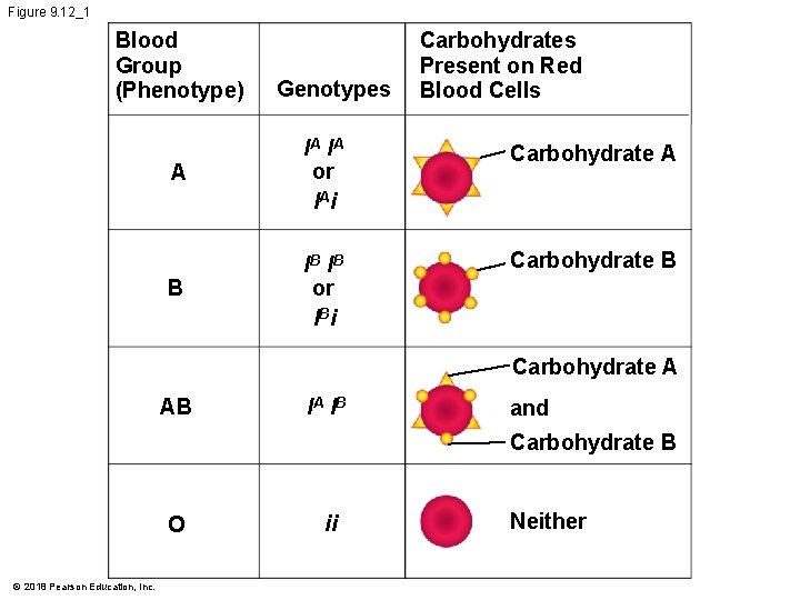 Figure 9. 12_1 Blood Group (Phenotype) Genotypes Carbohydrates Present on Red Blood Cells A