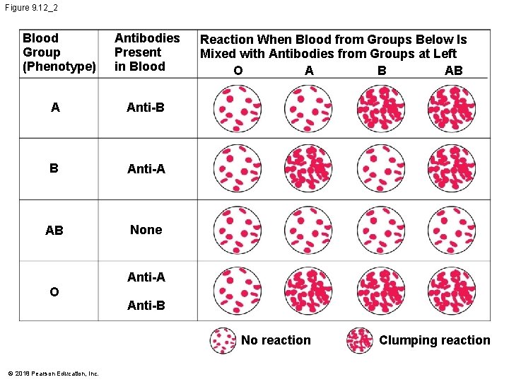 Figure 9. 12_2 Blood Group (Phenotype) Antibodies Present in Blood A Anti-B B Anti-A