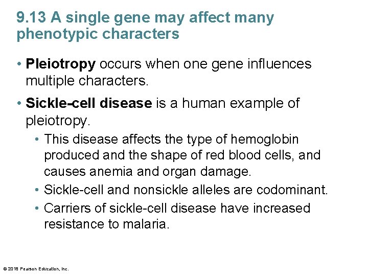 9. 13 A single gene may affect many phenotypic characters • Pleiotropy occurs when