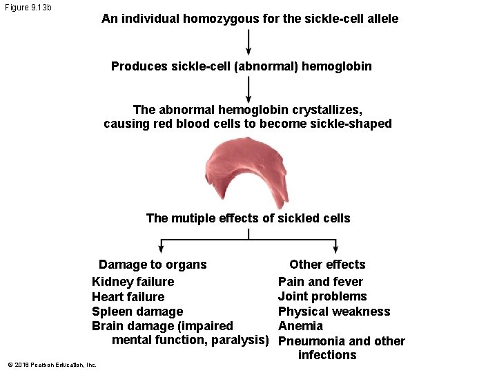 Figure 9. 13 b An individual homozygous for the sickle-cell allele Produces sickle-cell (abnormal)