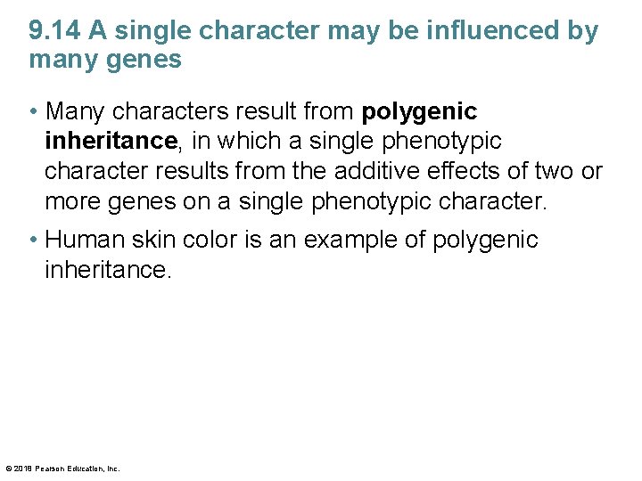 9. 14 A single character may be influenced by many genes • Many characters