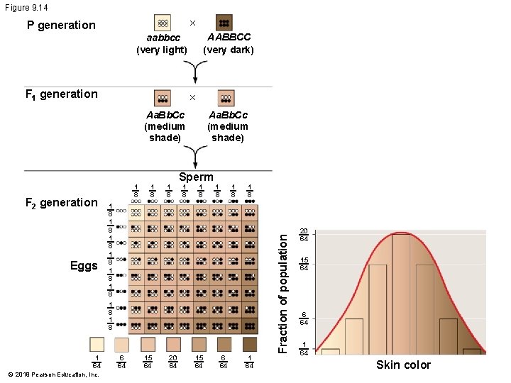 Figure 9. 14 × P generation AABBCC (very dark) aabbcc (very light) F 1