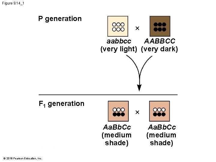 Figure 9. 14_1 P generation × aabbcc AABBCC (very light) (very dark) F 1