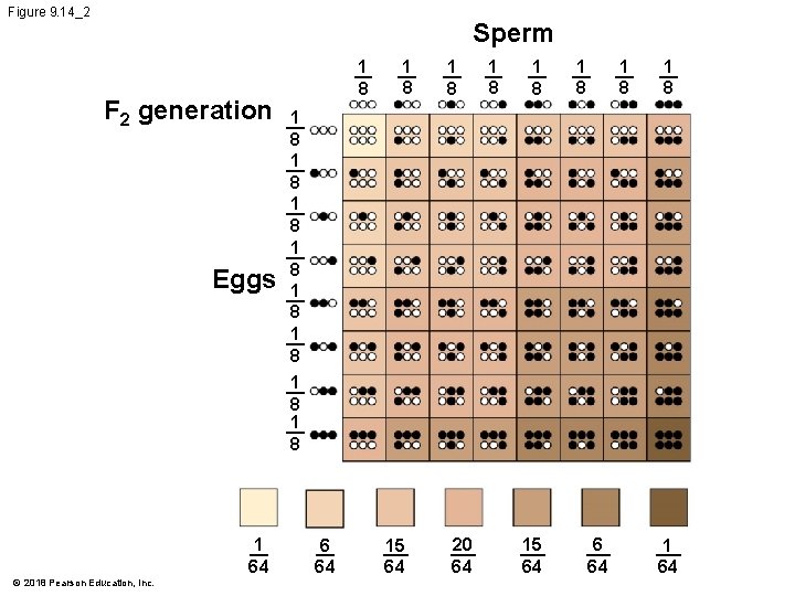 Figure 9. 14_2 Sperm F 2 generation Eggs 1 8 1 8 1 8