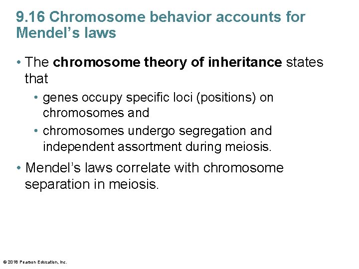 9. 16 Chromosome behavior accounts for Mendel’s laws • The chromosome theory of inheritance