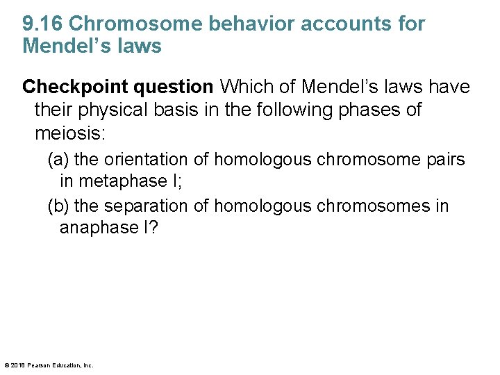 9. 16 Chromosome behavior accounts for Mendel’s laws Checkpoint question Which of Mendel’s laws