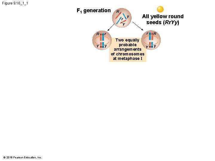 Figure 9. 16_1_1 F 1 generation R r Y R Y © 2018 Pearson