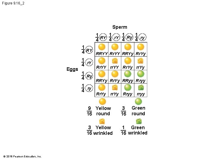 Figure 9. 16_2 Sperm 1 1 Ry r. Y RY 4 4 4 ry