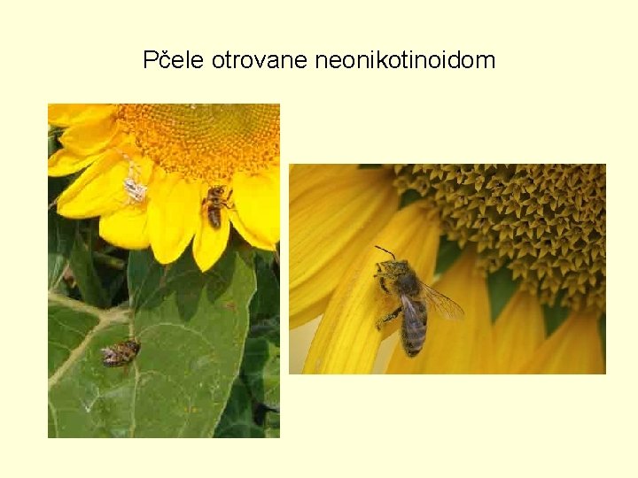 Pčele otrovane neonikotinoidom 