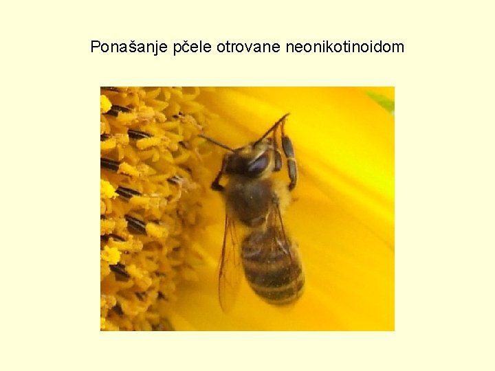 Ponašanje pčele otrovane neonikotinoidom 