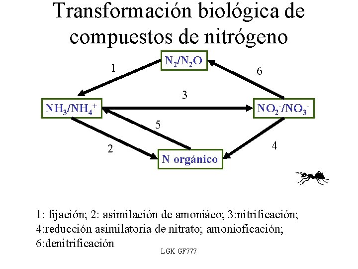 Transformación biológica de compuestos de nitrógeno N 2/N 2 O 1 6 3 NH