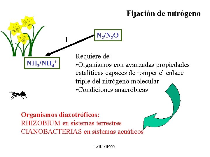Fijación de nitrógeno 1 NH 3/NH 4+ N 2/N 2 O Requiere de: •