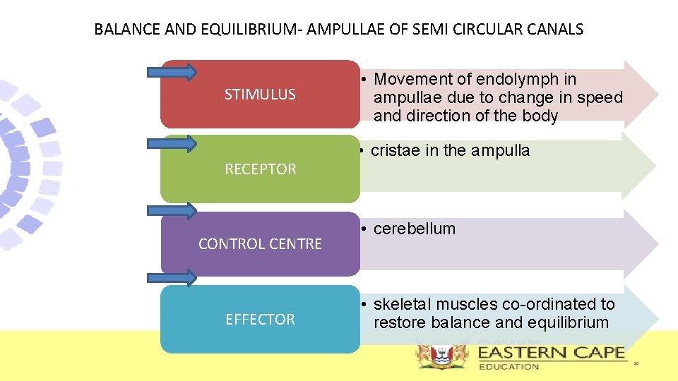 BALANCE AND EQUILIBRIUM- AMPULLAE OF SEMI CIRCULAR CANALS STIMULUS RECEPTOR CONTROL CENTRE EFFECTOR •