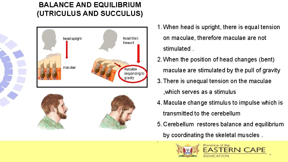BALANCE AND EQUILIBRIUM (UTRICULUS AND SUCCULUS) 1. When head is upright, there is equal