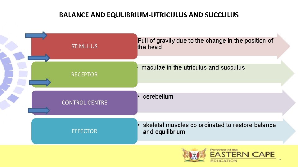 BALANCE AND EQULIBRIUM-UTRICULUS AND SUCCULUS STIMULUS RECEPTOR CONTROL CENTRE EFFECTOR • Pull of gravity