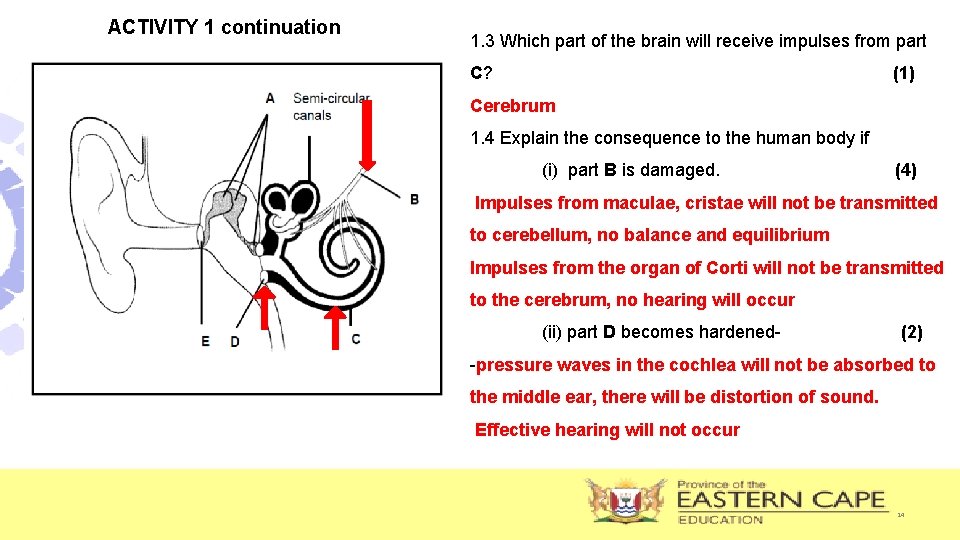 ACTIVITY 1 continuation 1. 3 Which part of the brain will receive impulses from