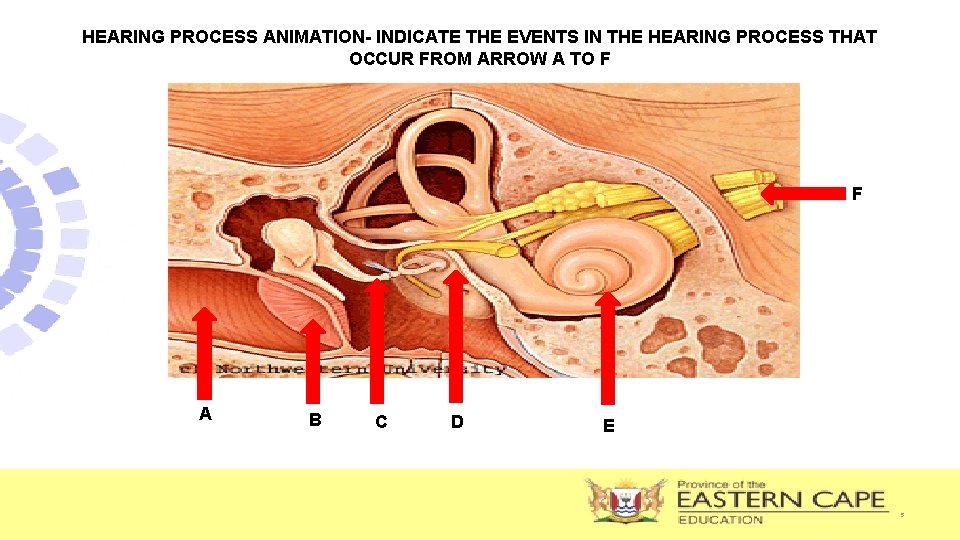 HEARING PROCESS ANIMATION- INDICATE THE EVENTS IN THE HEARING PROCESS THAT OCCUR FROM ARROW