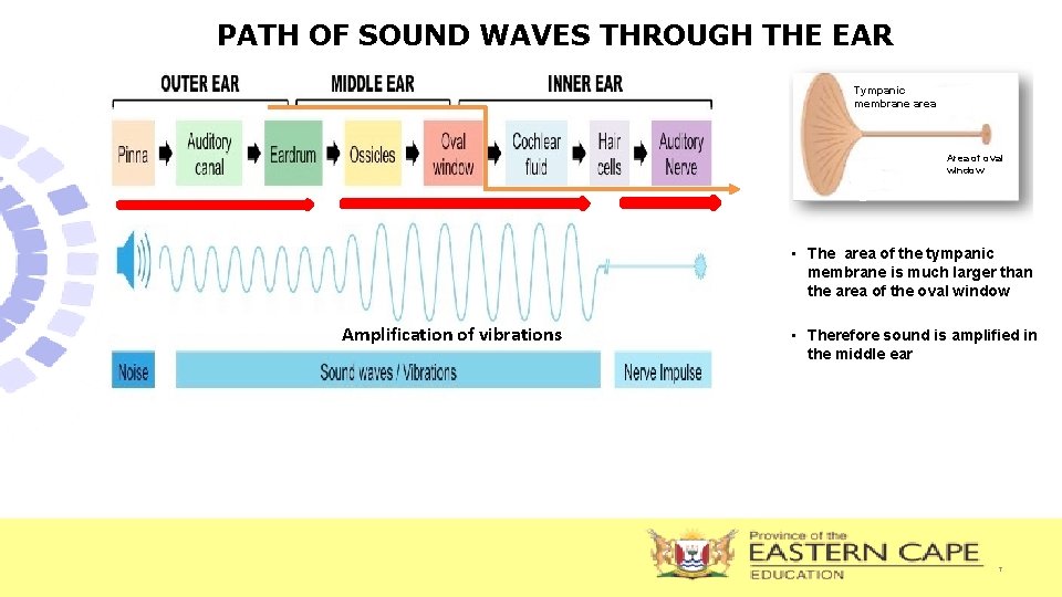 PATH OF SOUND WAVES THROUGH THE EAR Tympanic membrane area Area of oval window