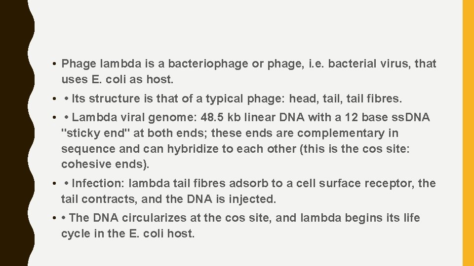  • Phage lambda is a bacteriophage or phage, i. e. bacterial virus, that