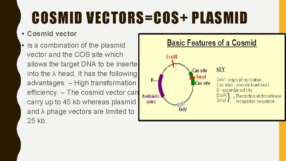 COSMID VECTORS=COS+ PLASMID • Cosmid vector • is a combination of the plasmid vector