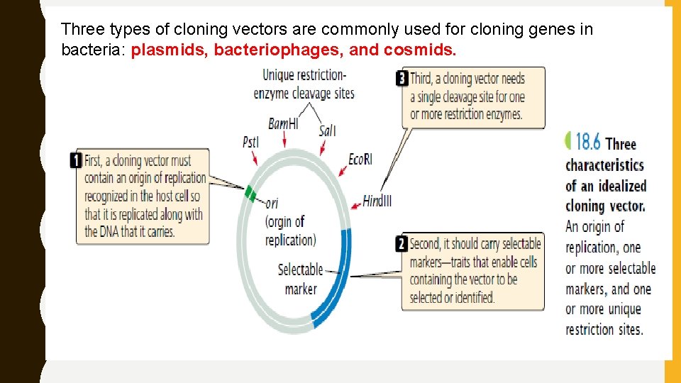 Three types of cloning vectors are commonly used for cloning genes in bacteria: plasmids,