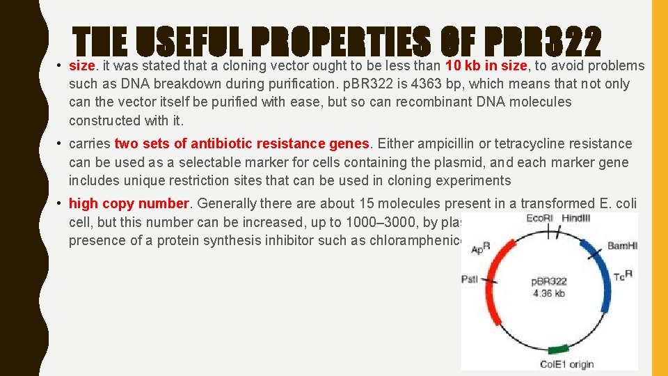 THE USEFUL PROPERTIES OF PBR 322 • size. it was stated that a cloning