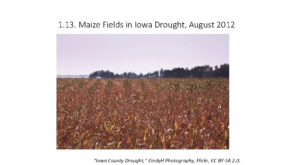 1. 13. Maize Fields in Iowa Drought, August 2012 “Iowa County Drought, ” Cindy.