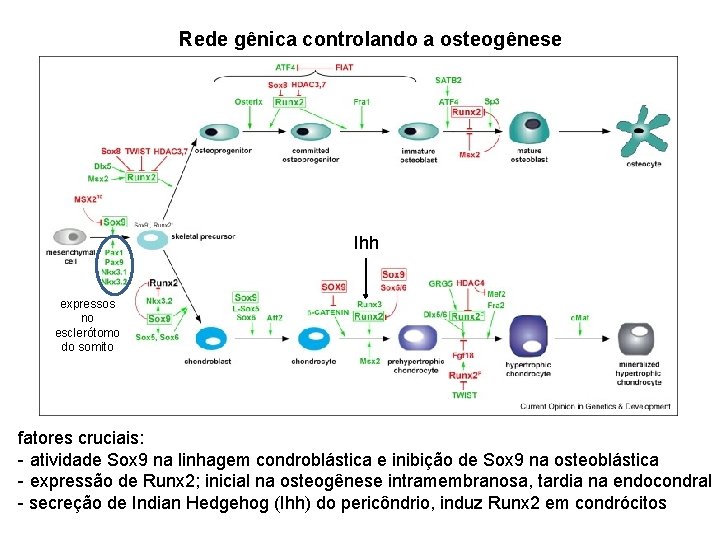 Rede gênica controlando a osteogênese Ihh expressos no esclerótomo do somito fatores cruciais: -