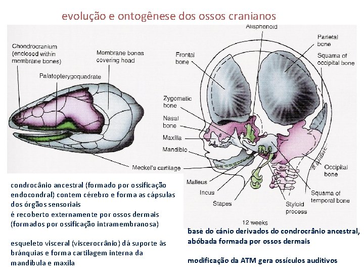 evolução e ontogênese dos ossos cranianos condrocânio ancestral (formado por ossificação endocondral) contem cérebro