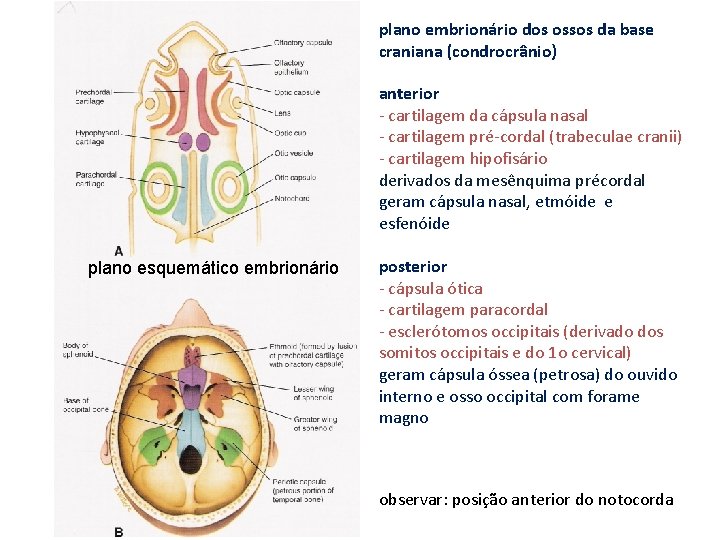 plano embrionário dos ossos da base craniana (condrocrânio) anterior - cartilagem da cápsula nasal