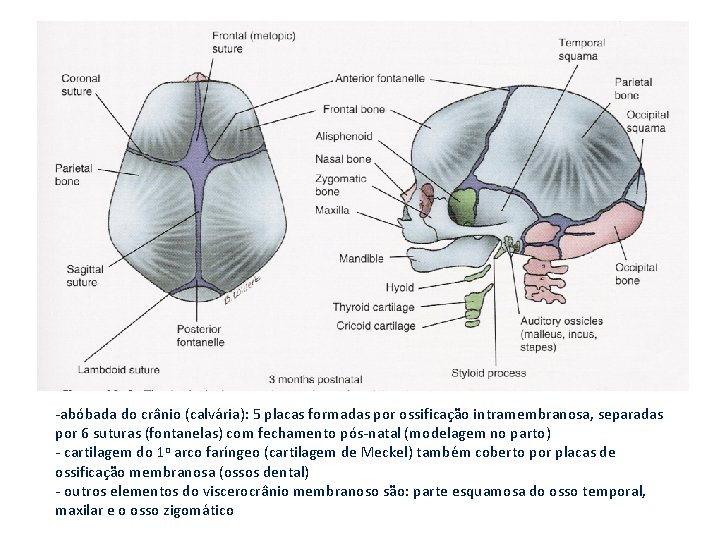 -abóbada do crânio (calvária): 5 placas formadas por ossificação intramembranosa, separadas por 6 suturas