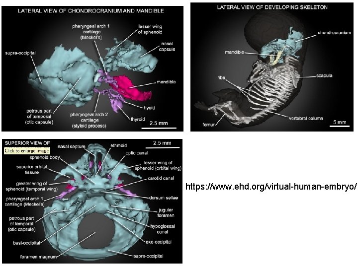 https: //www. ehd. org/virtual-human-embryo/ 