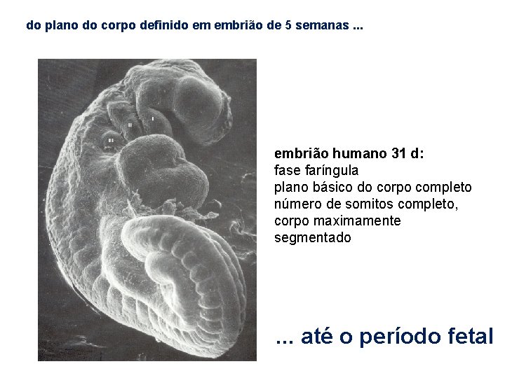 do plano do corpo definido em embrião de 5 semanas. . . embrião humano