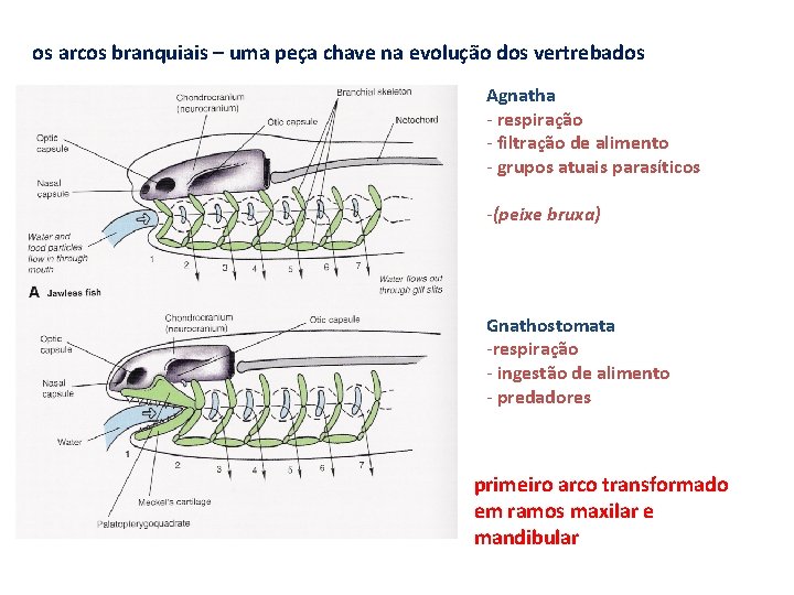 os arcos branquiais – uma peça chave na evolução dos vertrebados Agnatha - respiração