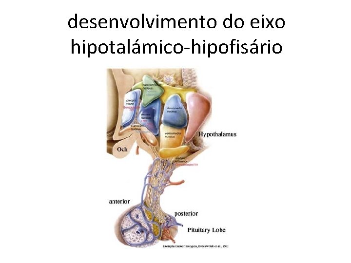 desenvolvimento do eixo hipotalámico-hipofisário 