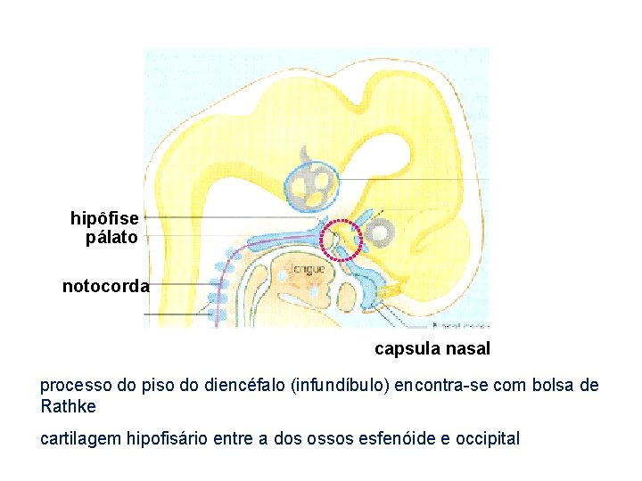 hipôfise pálato notocorda capsula nasal processo do piso do diencéfalo (infundíbulo) encontra-se com bolsa