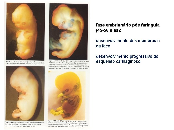 fase embrionário pós faríngula (45 -56 dias): desenvolvimento dos membros e da face desenvolvimento