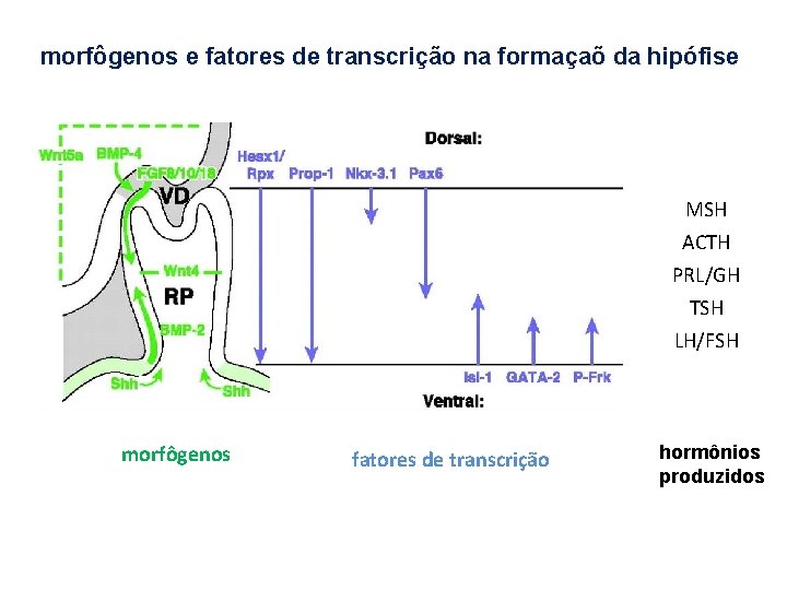 morfôgenos e fatores de transcrição na formaçaõ da hipófise MSH ACTH PRL/GH TSH LH/FSH