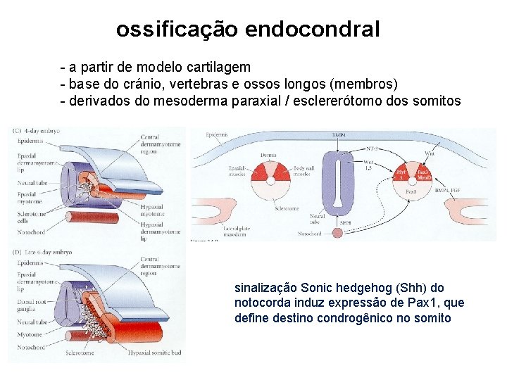 ossificação endocondral - a partir de modelo cartilagem - base do cránio, vertebras e