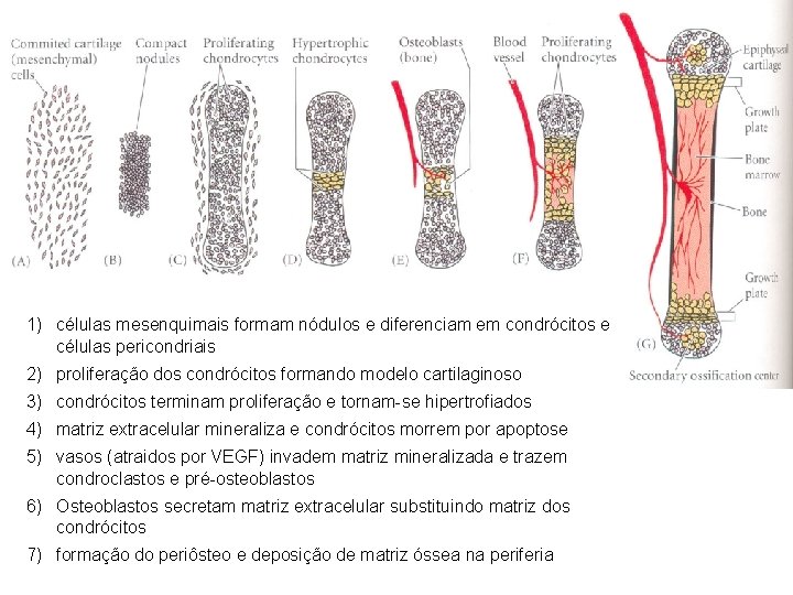 1) células mesenquimais formam nódulos e diferenciam em condrócitos e células pericondriais 2) proliferação