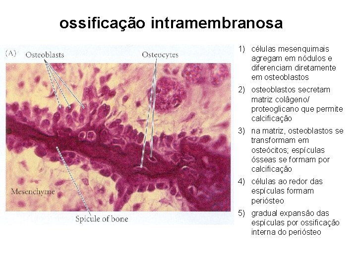 ossificação intramembranosa 1) células mesenquimais agregam em nódulos e diferenciam diretamente em osteoblastos 2)