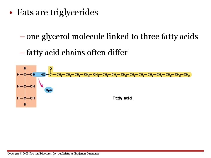  • Fats are triglycerides – one glycerol molecule linked to three fatty acids