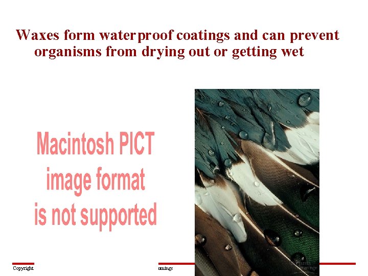 Waxes form waterproof coatings and can prevent organisms from drying out or getting wet