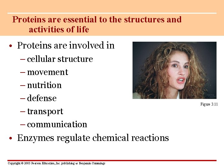 Proteins are essential to the structures and activities of life • Proteins are involved