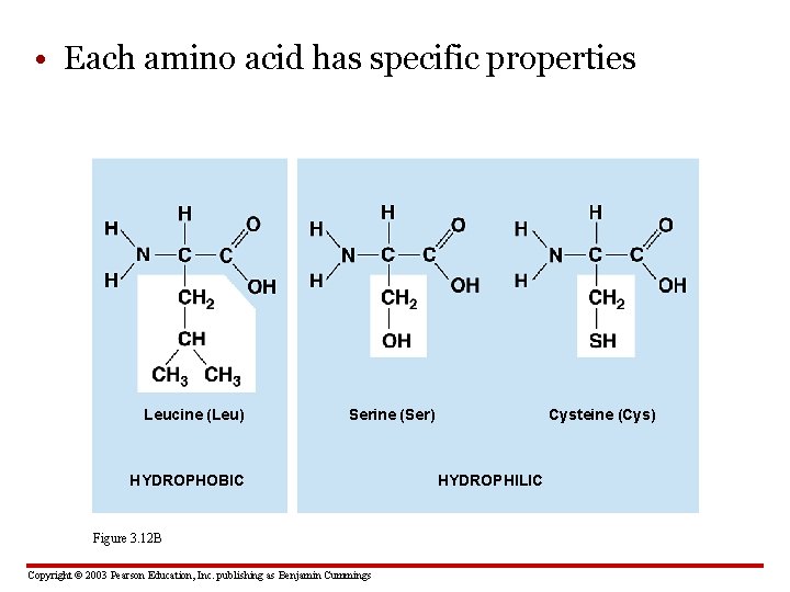  • Each amino acid has specific properties Leucine (Leu) Serine (Ser) HYDROPHOBIC Figure