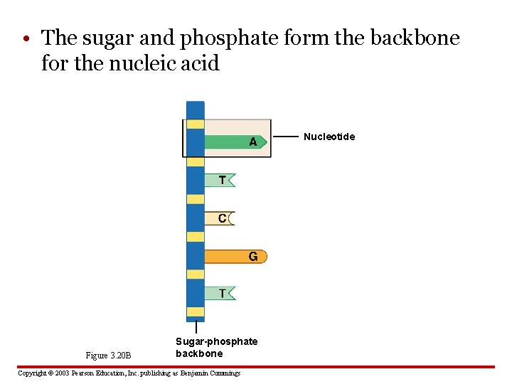  • The sugar and phosphate form the backbone for the nucleic acid Nucleotide