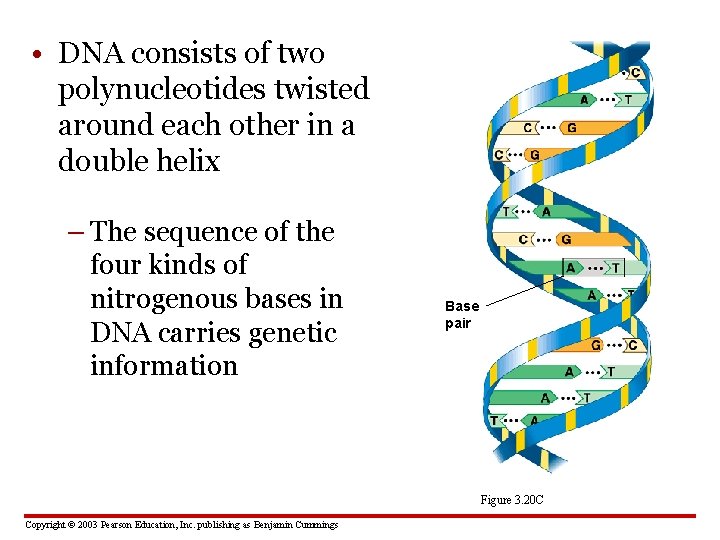  • DNA consists of two polynucleotides twisted around each other in a double